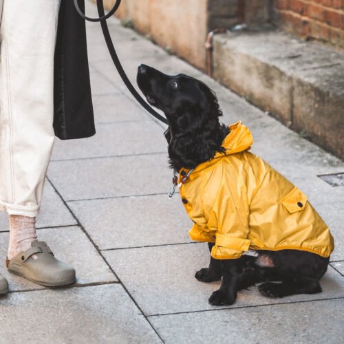 The Barkside Yellow Dog Raincoat