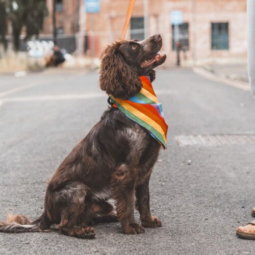 Gay Pride Rainbow Tie Neck Dog Bandana