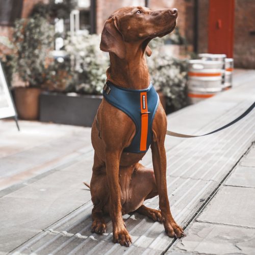The Barkside Originals Navy, Orange and Khaki Dog Harness