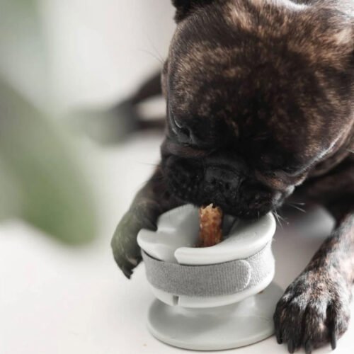Lunoji Chewden Grip: Dog Chew Holder Sage Green